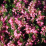 Calluna vulgaris 'Springwood Pink'.png